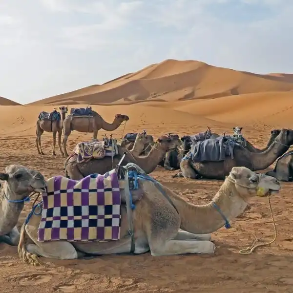4 days tour from Fes to Merzouga and Zagora desert