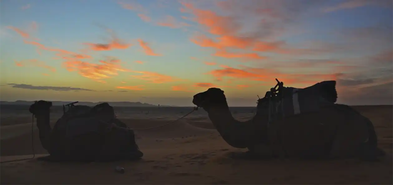 camels