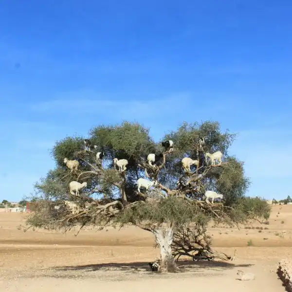 Circuit de 15 jours de Tanger au désert
